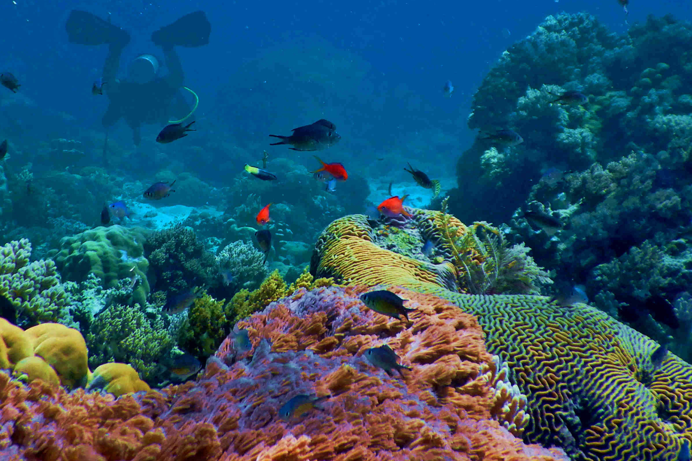 日焼け止め製品に配合される紫外線吸収剤には、サンゴに悪影響を及ぼすものもあります。